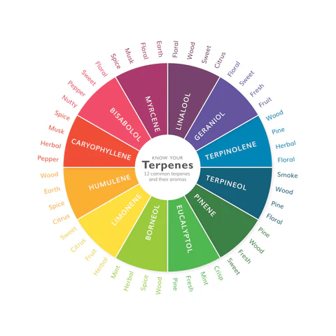 Cannabis Terpenes 101 1 Cannabis Terpenes 101